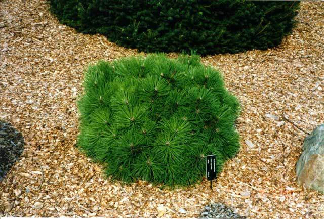 Pinus nigra 