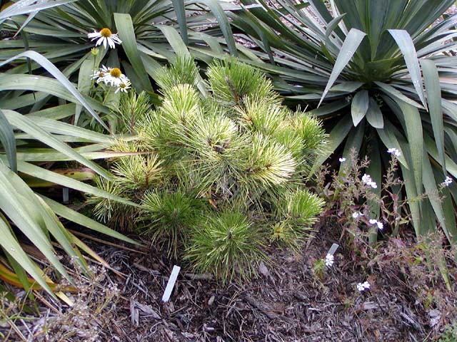 Pinus nigra 