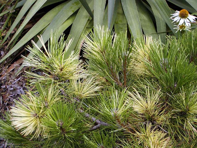 Pinus nigra 