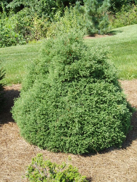 Chamaecyparis thyoides 