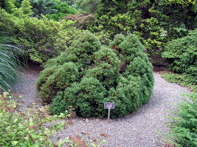 Chamaecyparis thyoides 