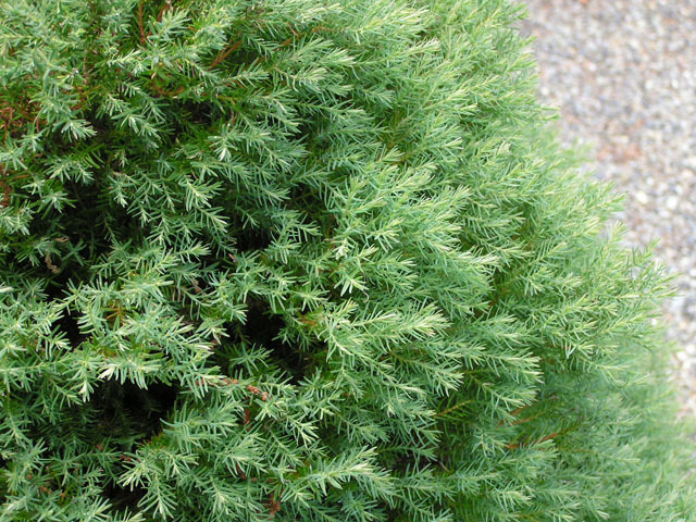 Chamaecyparis thyoides 