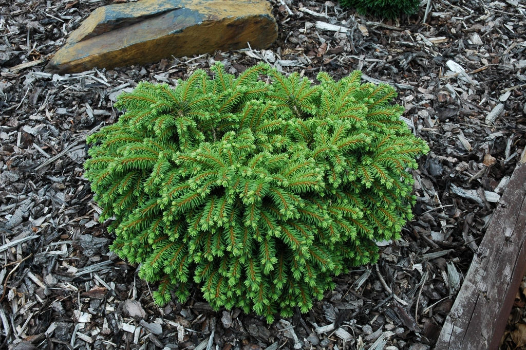 Picea abies 