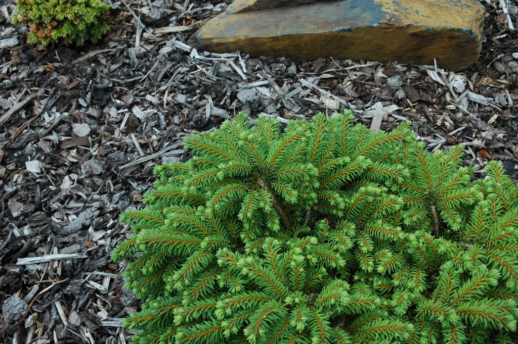 Picea abies 