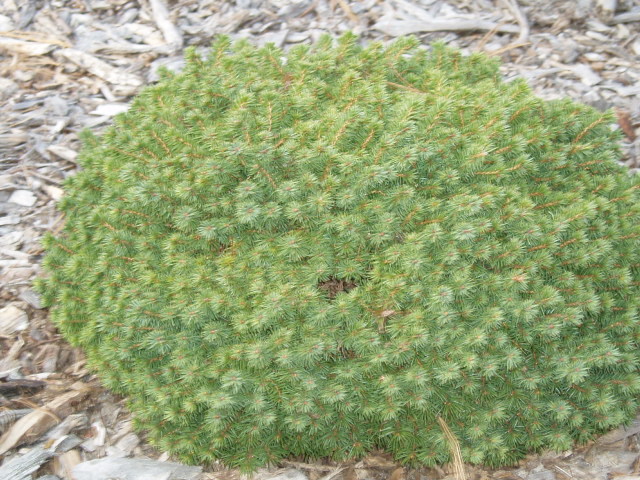 Picea abies 