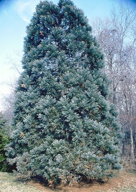 Sequoiadendron giganteum 