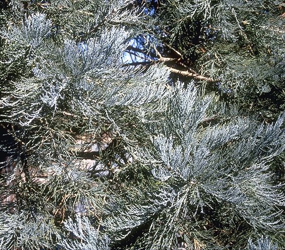 Sequoiadendron giganteum 