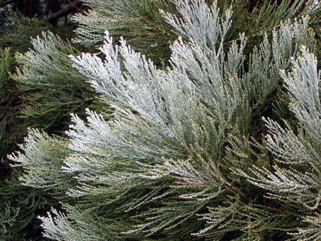 Sequoiadendron giganteum 
