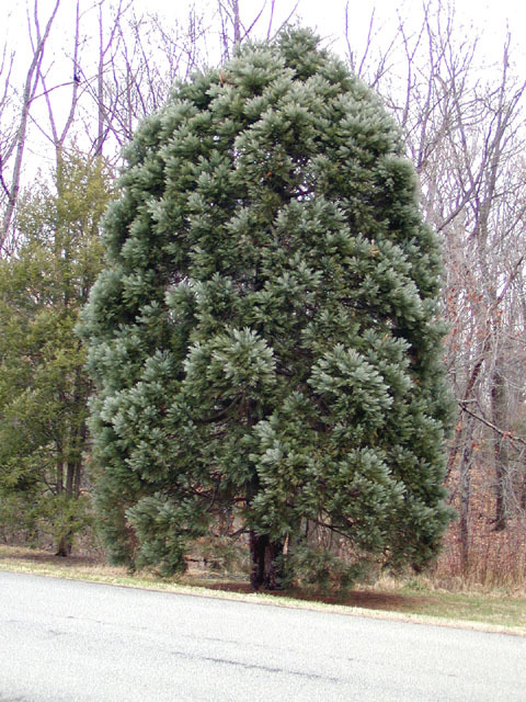 Sequoiadendron giganteum 