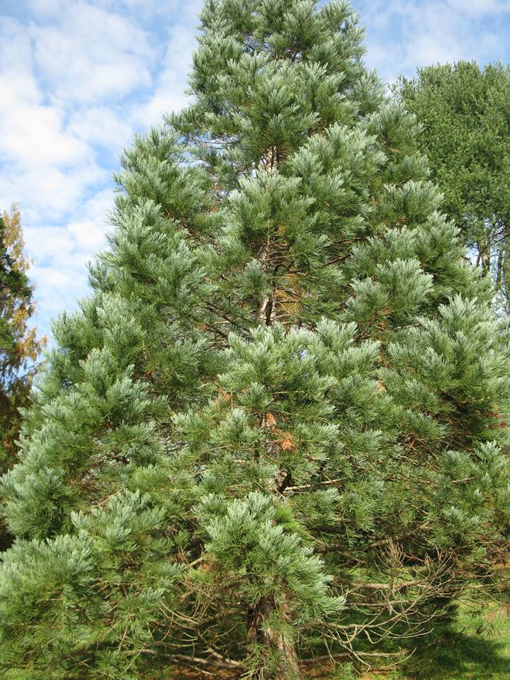 Sequoiadendron giganteum 
