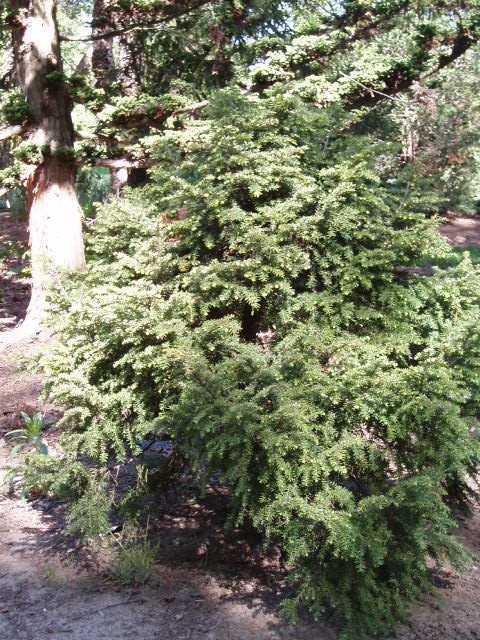 Tsuga canadensis 