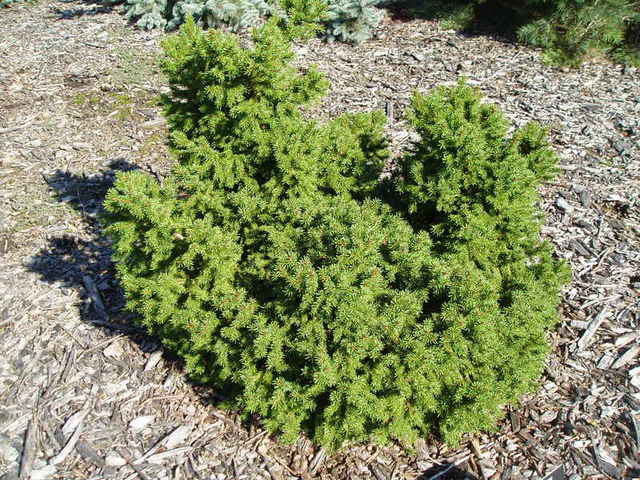 Picea abies 