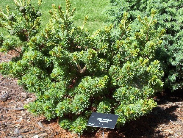 Pinus parviflora 
