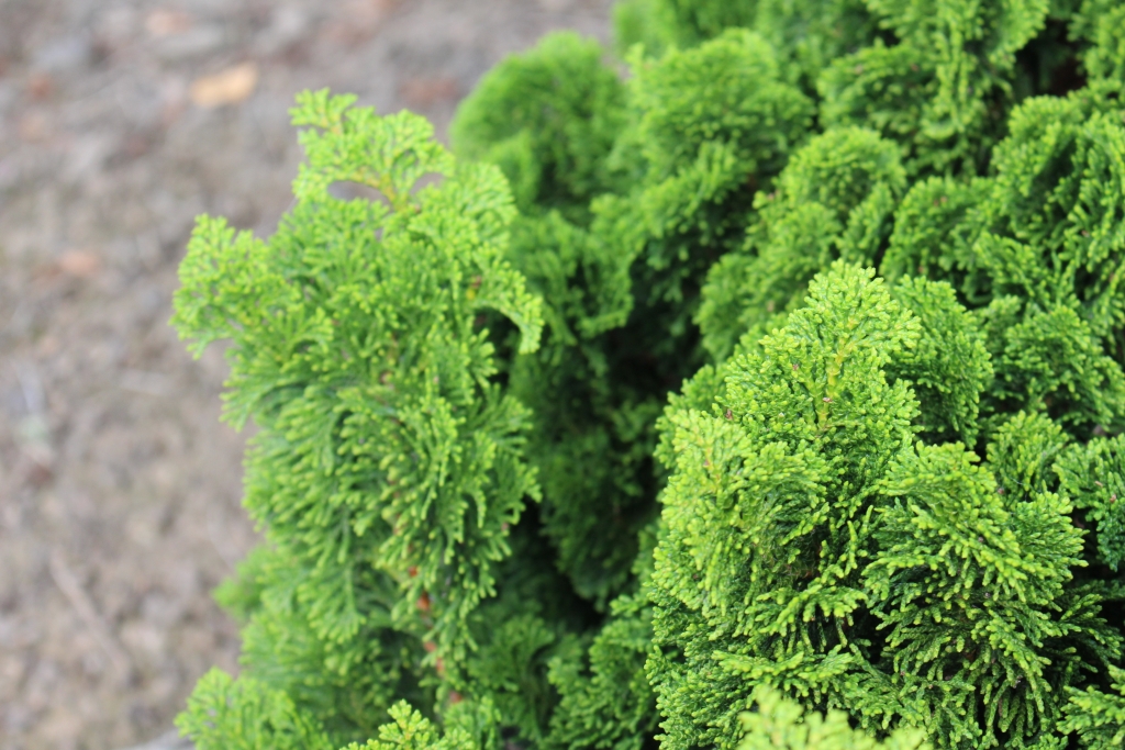 Chamaecyparis obtusa 