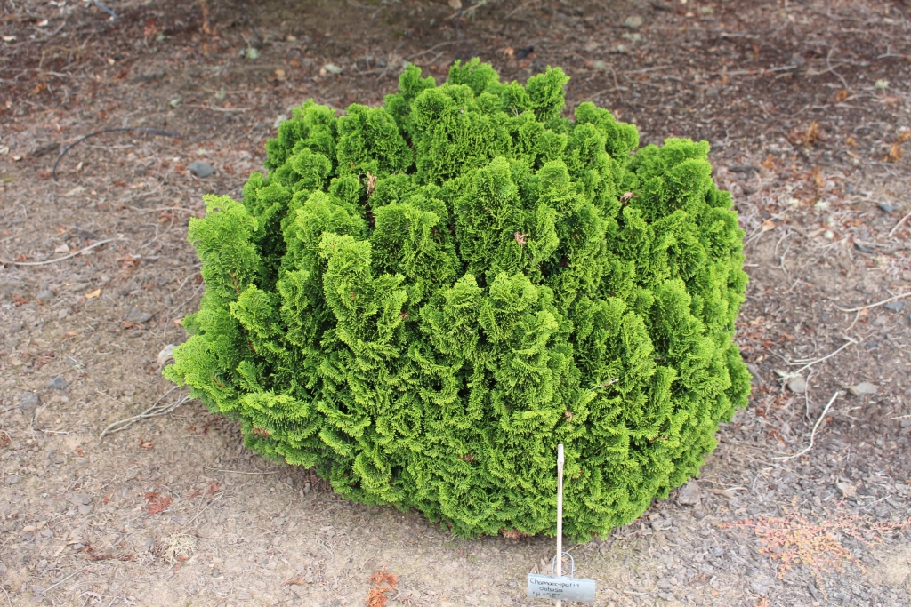 Chamaecyparis obtusa 