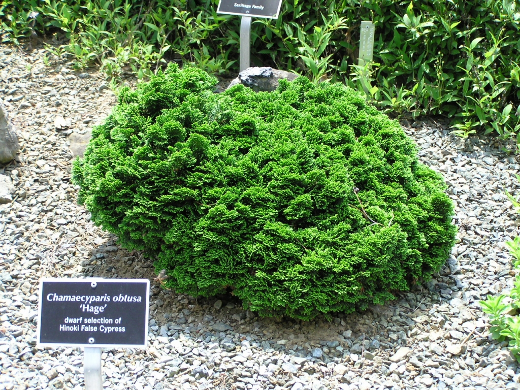 Chamaecyparis obtusa 