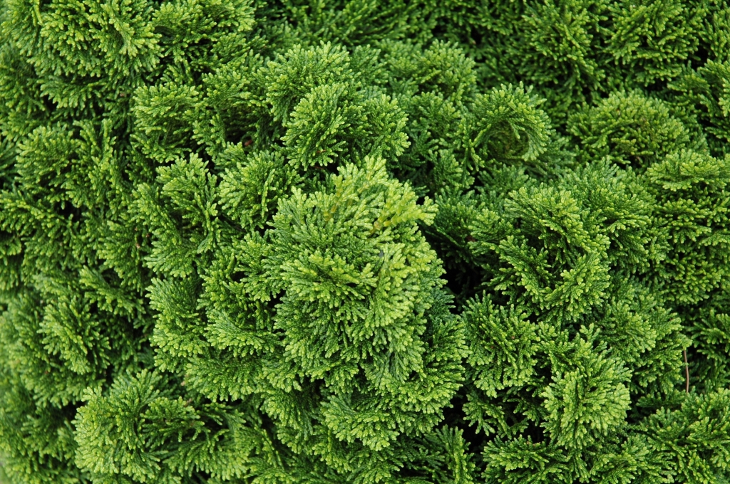 Chamaecyparis obtusa 