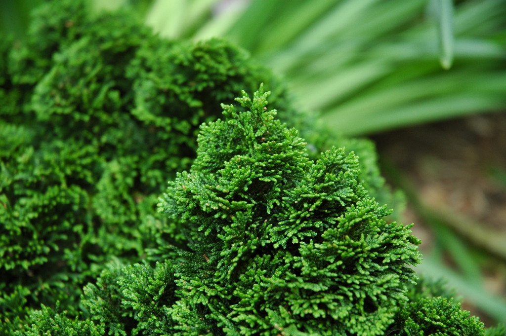 Chamaecyparis obtusa 