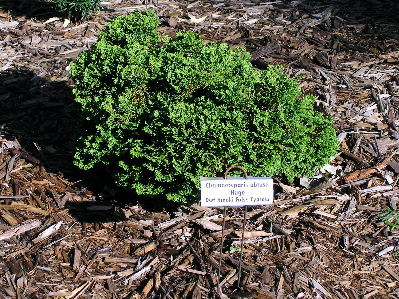Chamaecyparis obtusa 