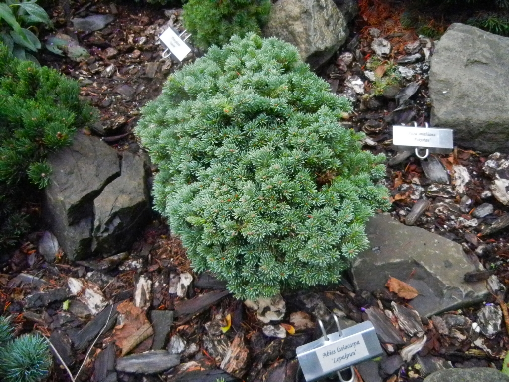 Abies lasiocarpa 
