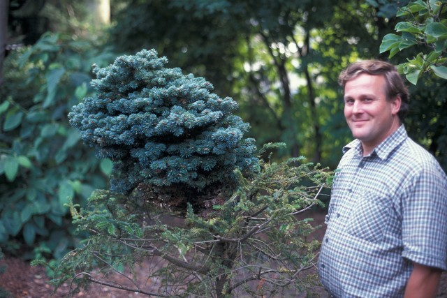 Abies lasiocarpa 