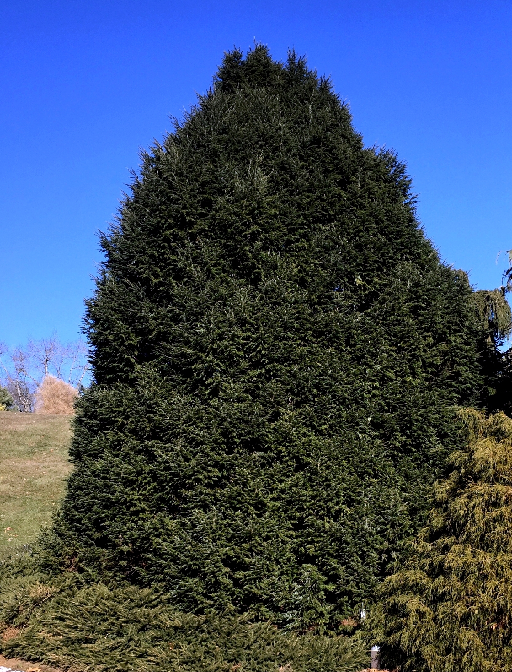 Tsuga canadensis 