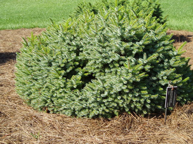 Picea omorika 
