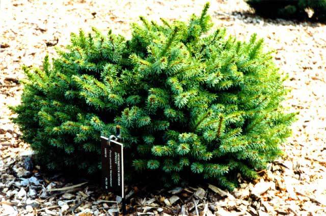 Picea omorika 