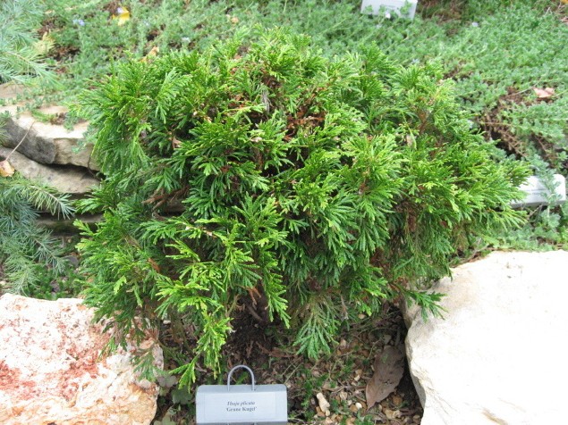 Thuja plicata 
