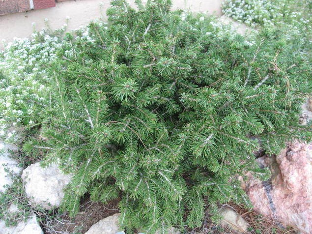 Picea abies 