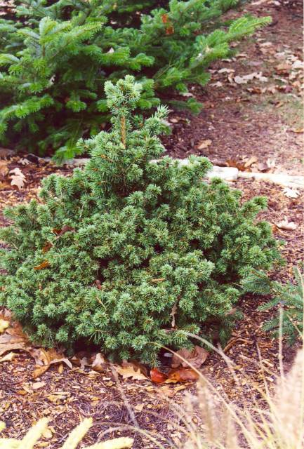 Picea abies 