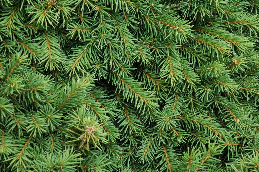 Picea abies 
