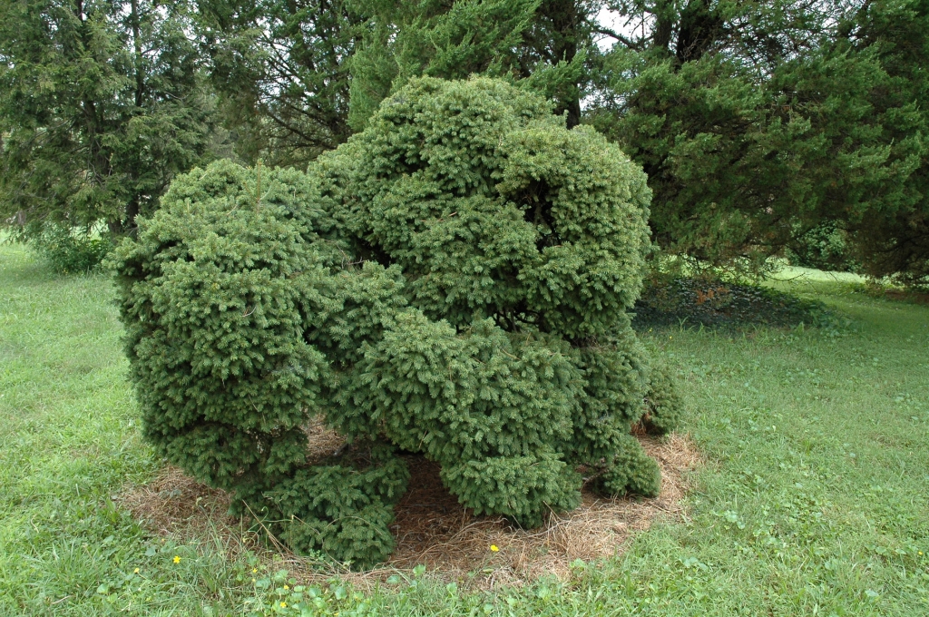 Picea abies 