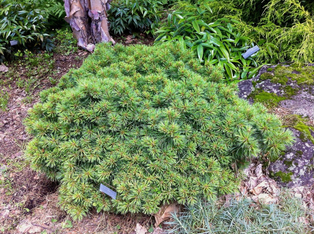 Pinus strobus 