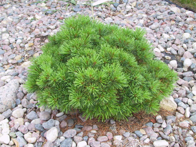 Pinus strobus 