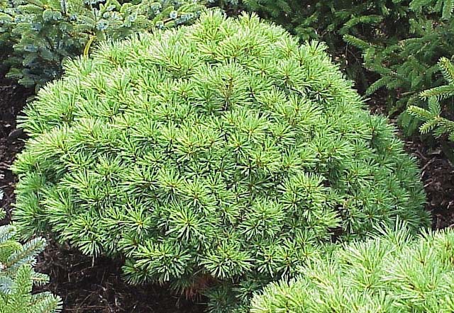 Pinus strobus 