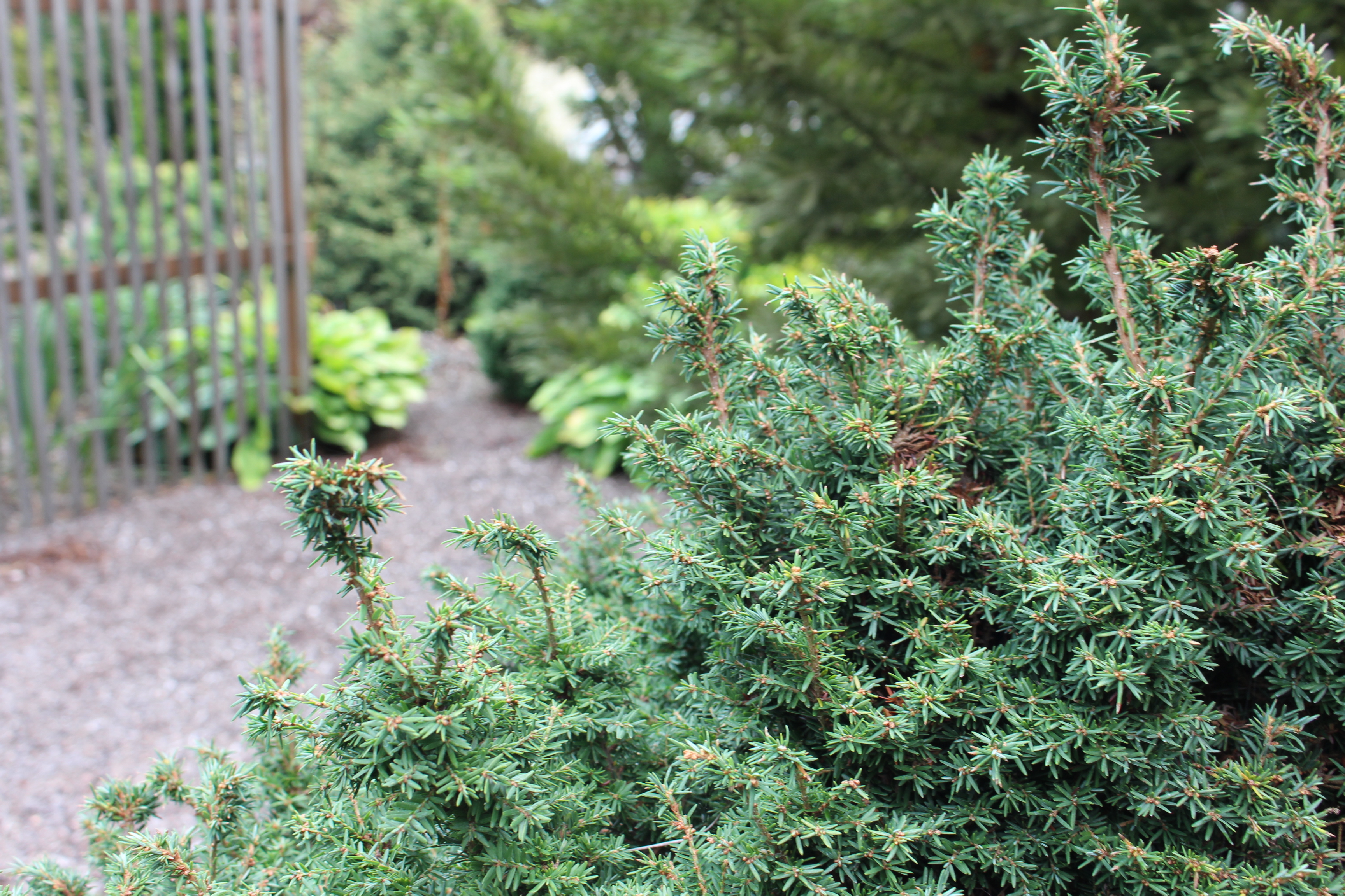 Tsuga canadensis 