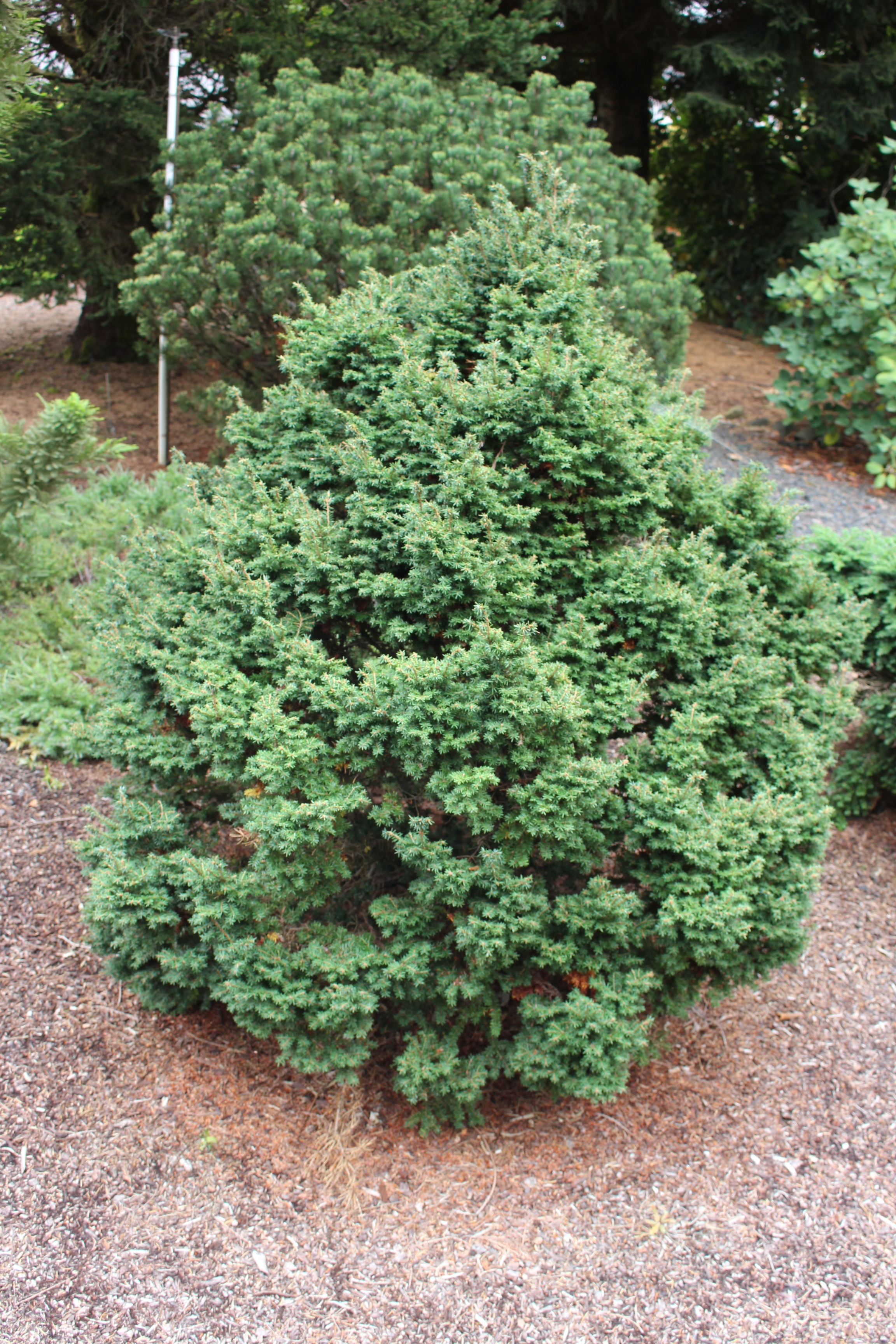 Tsuga canadensis 