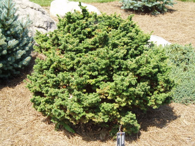 Tsuga canadensis 