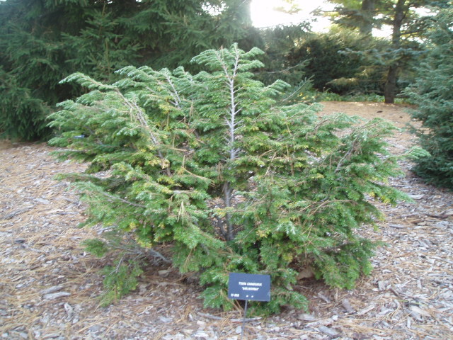 Tsuga canadensis 