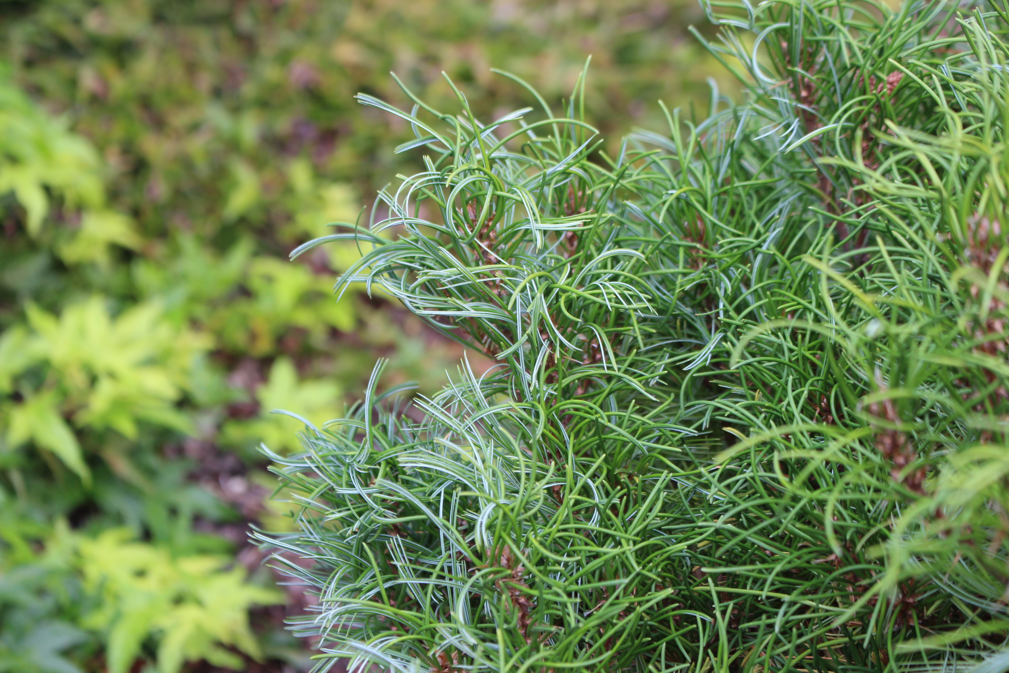 Pinus strobus 