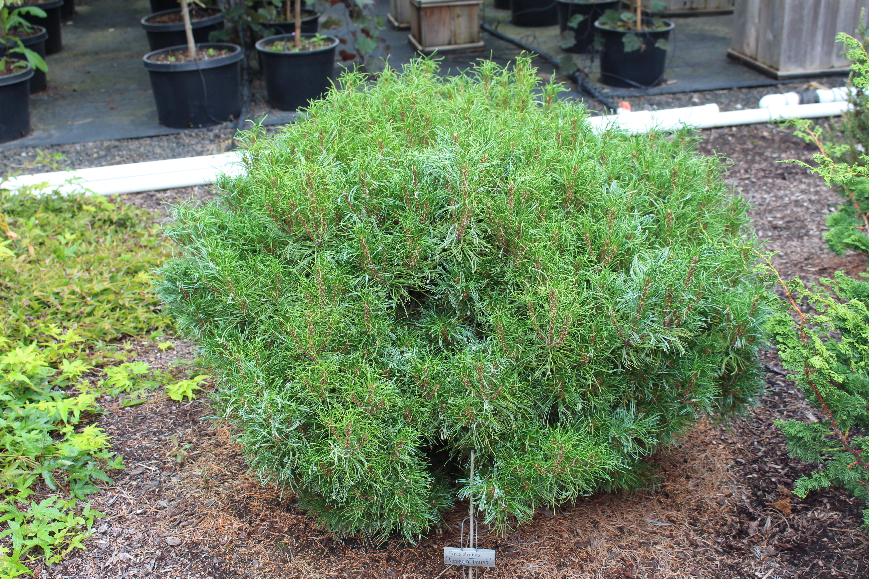 Pinus strobus 