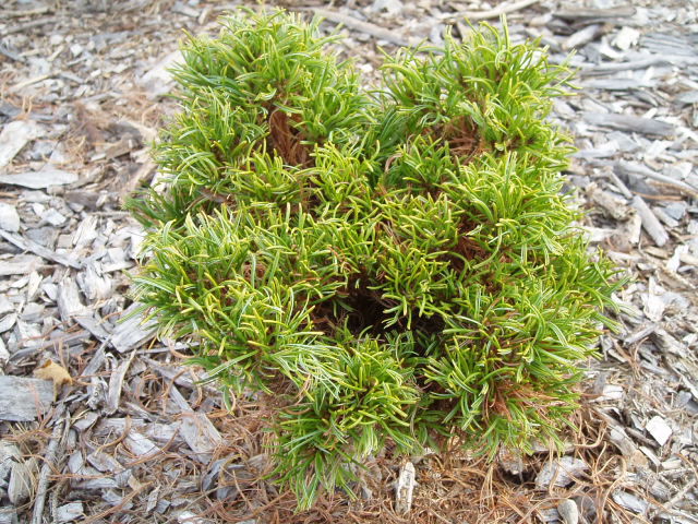Pinus strobus 