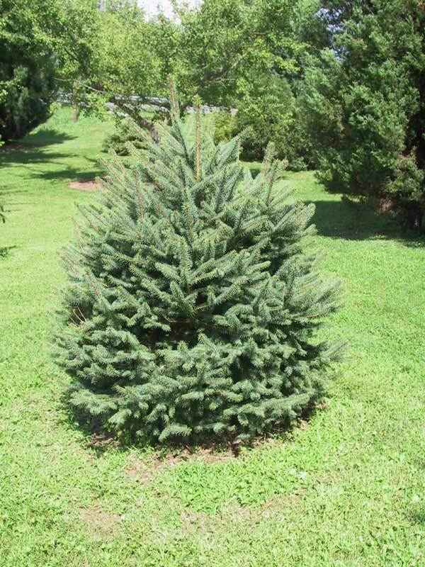 Picea pungens 