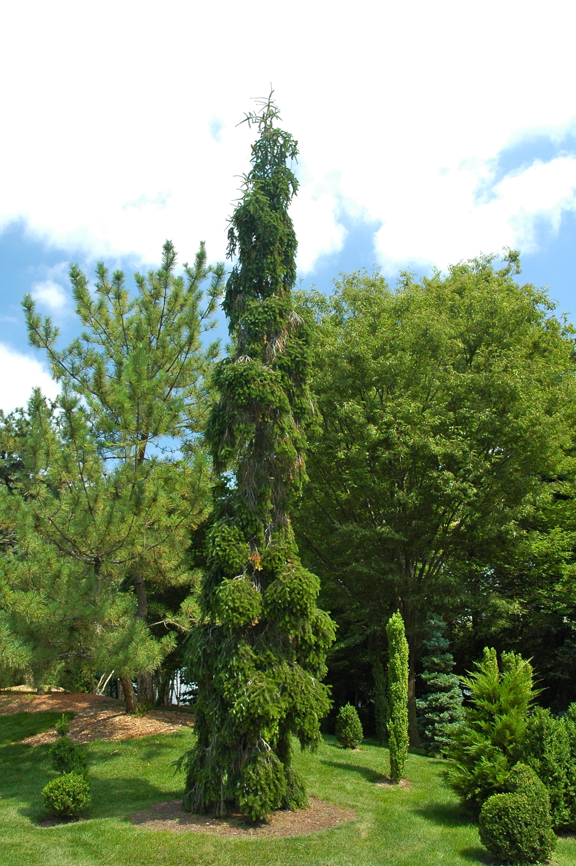 Abies alba 