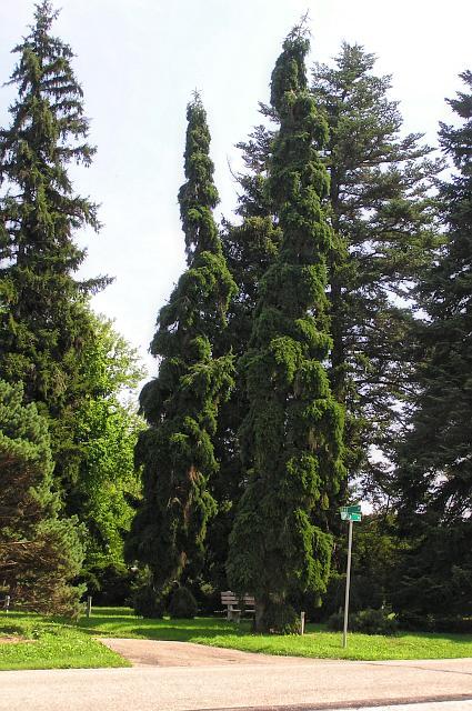 Abies alba 