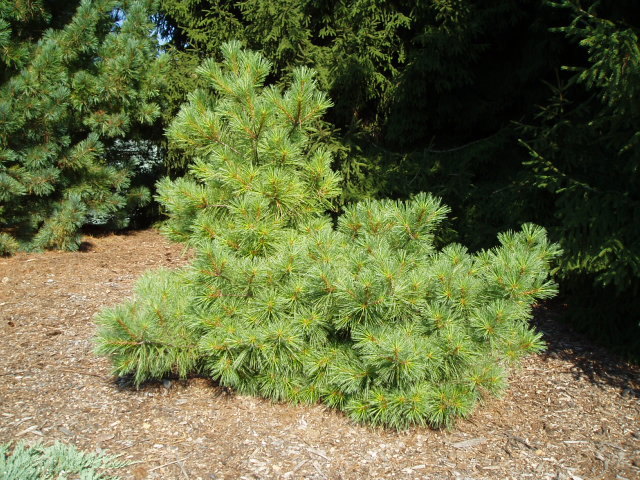Pinus strobus 
