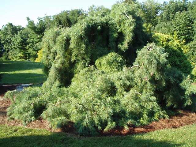 Pinus strobus 