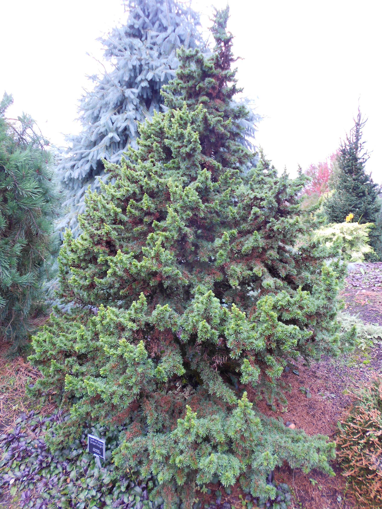Cedrus libani 