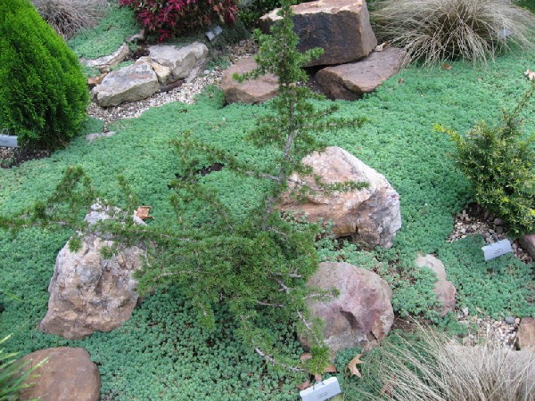 Cedrus libani 